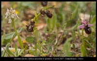Neotinea-lactea-Ophrys-speculum-&-spruneri